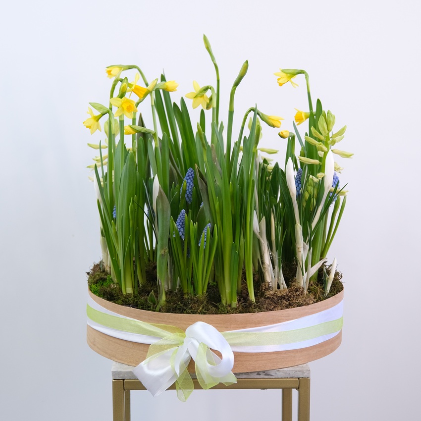 Садик с первоцветами в большом деревянном ящике: нарциссы, крокусы, тюльпаны, мускари и гиацинты