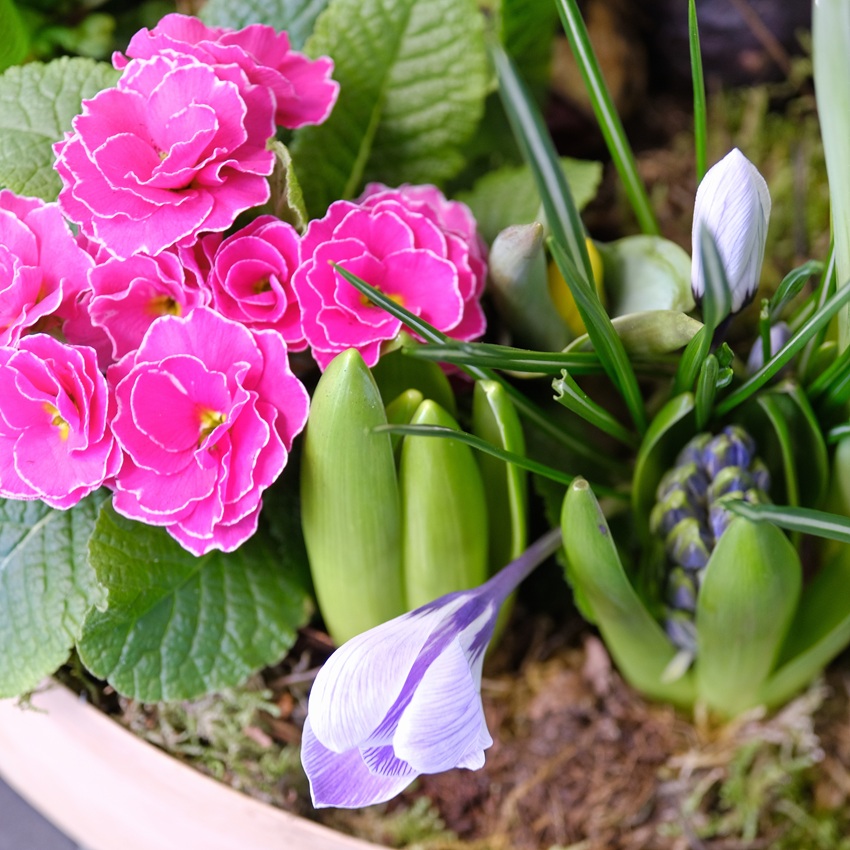 Садик с первоцветами: крокусы, мускари, нарциссы и примула "Цветочный хоровод"