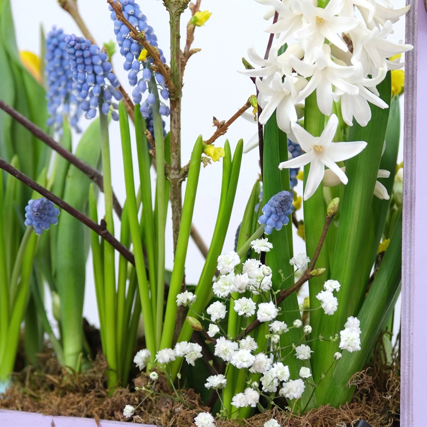 Садик с первоцветами в ящике: мускари, гиацинты и тюльпаны