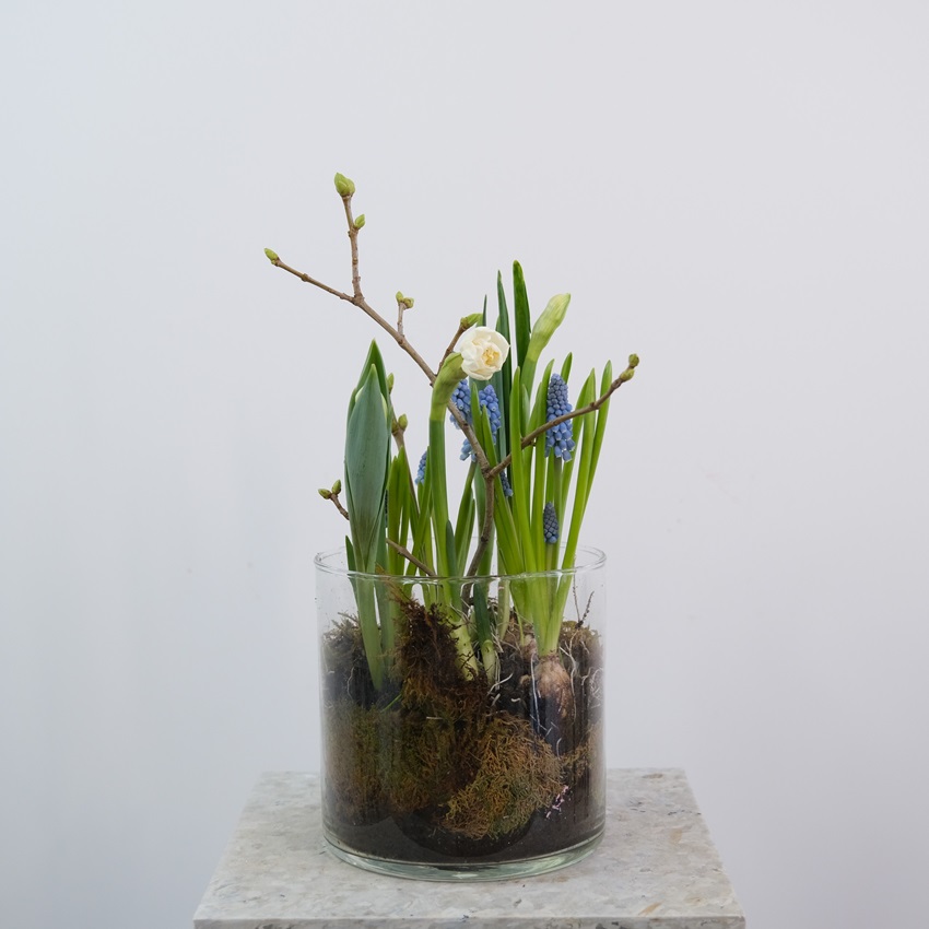 Первоцветы: нарциссы, мускари и тюльпаны в стеклянной вазе
