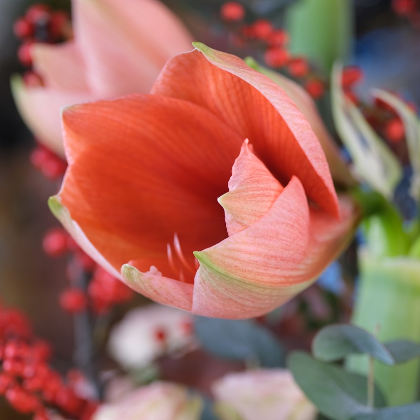 Персиковые амариллисы, илекс и розы в невероятной композиции