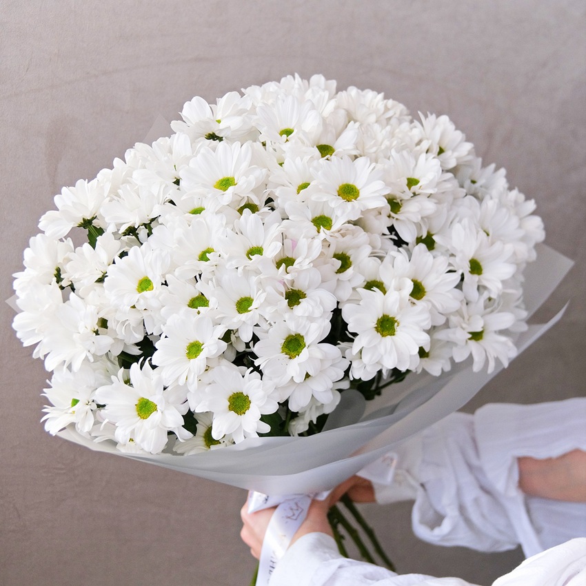 Хризантема ромашка, 15 штучек