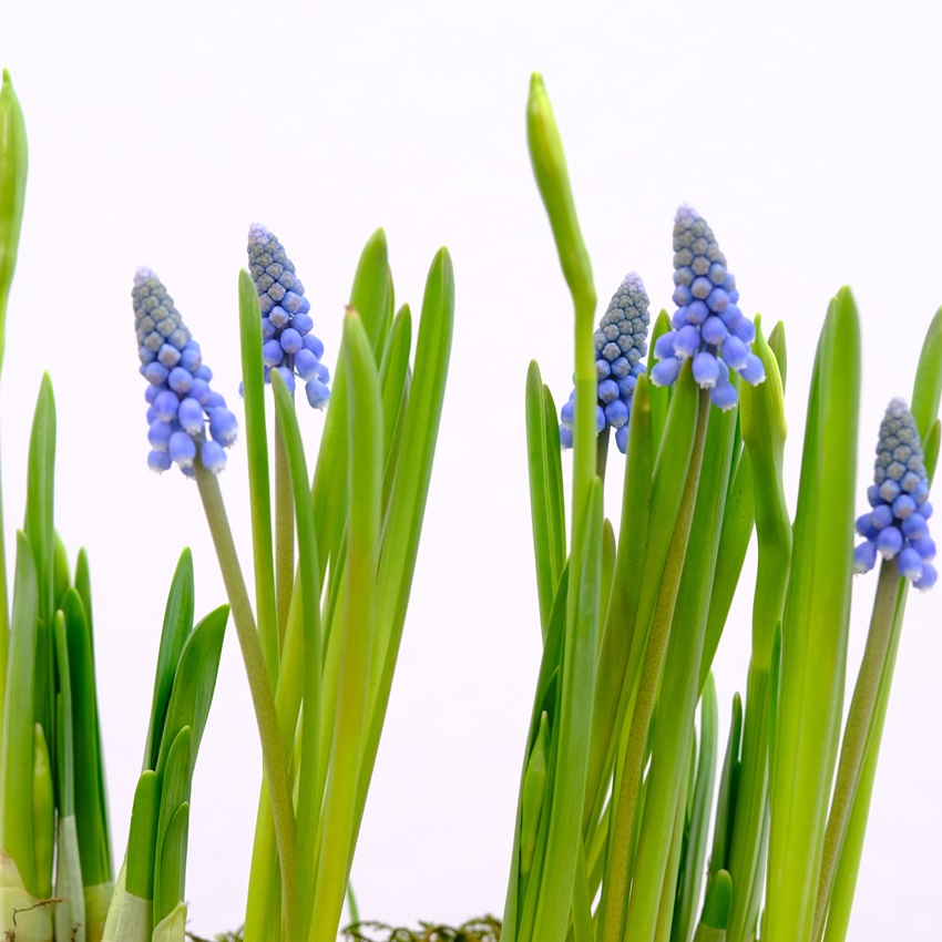 Садик с первоцветами (мускари и нарциссы). Корпоративные подарки на 8 марта. Цена от 10 шт.