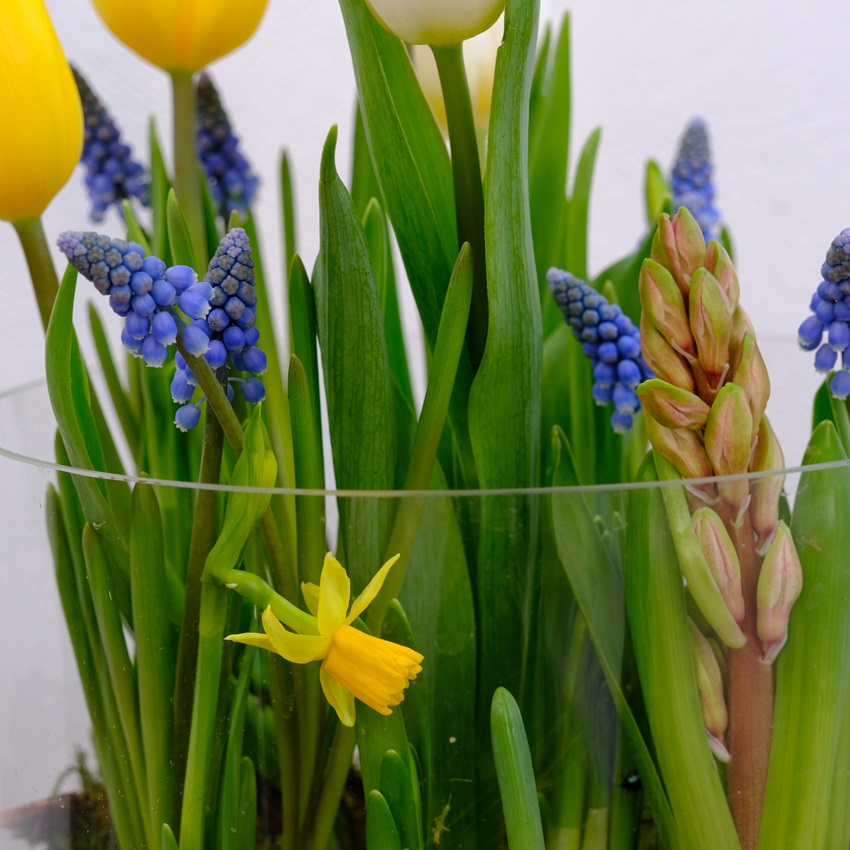 Садик с первоцветами: тюльпаны, мускари и нарциссы в стеклянной вазе