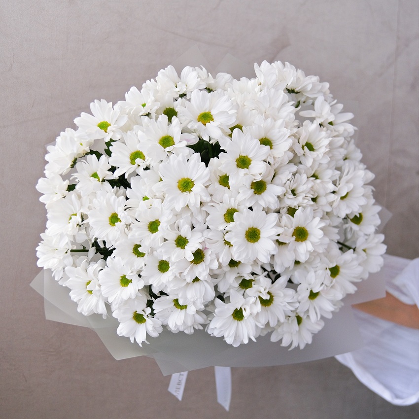 Хризантема ромашка, 15 штучек