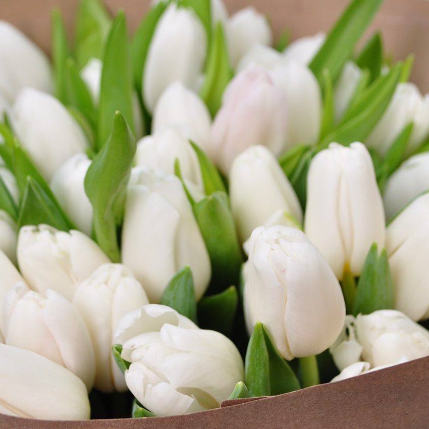 Белые тюльпаны, 49 штук