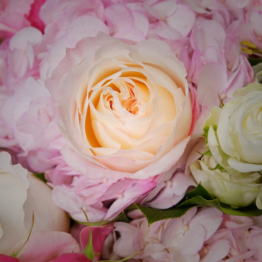 Круглый букет с гортензией и пионовидными розами "Нежность"