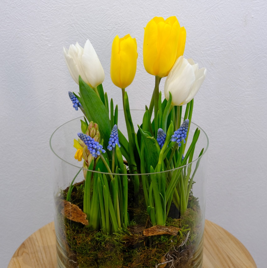 Садик с первоцветами: тюльпаны, мускари и нарциссы в стеклянной вазе