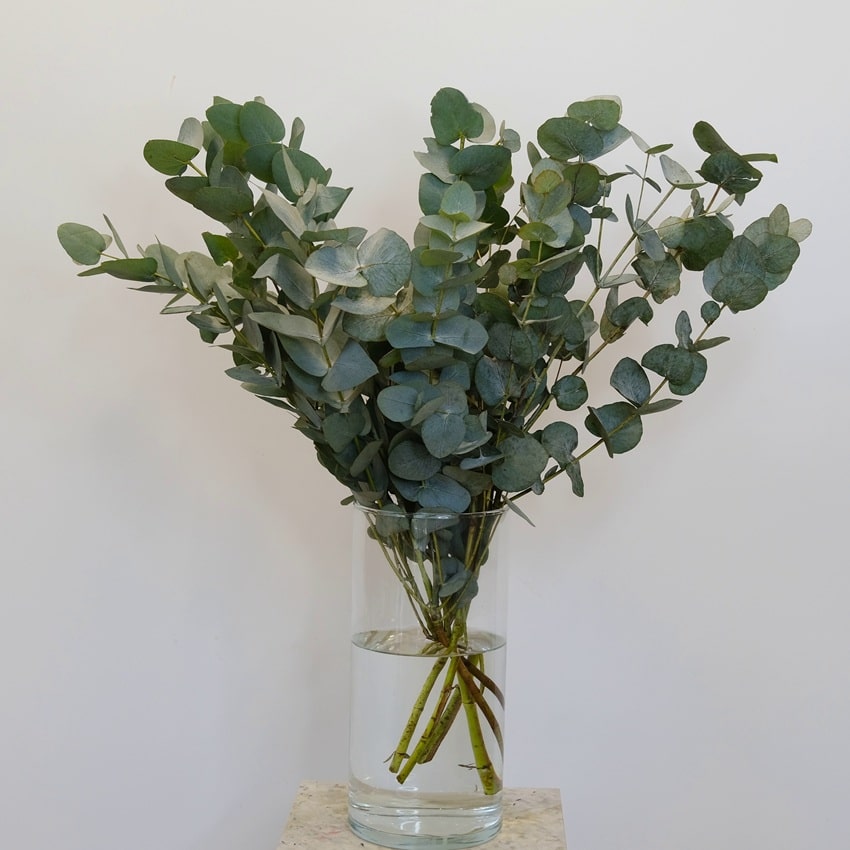 Зелёный букет - эвкалипт, букет для интерьера