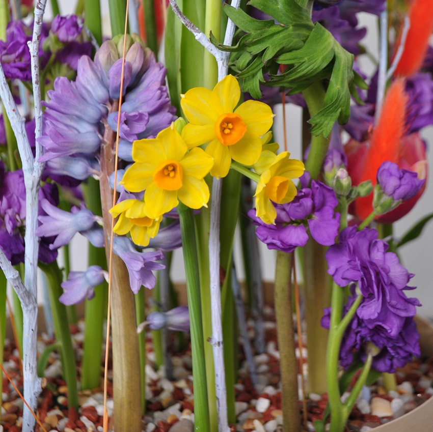 Нарциссы, тюльпаны и гиацинты в весенней композиции