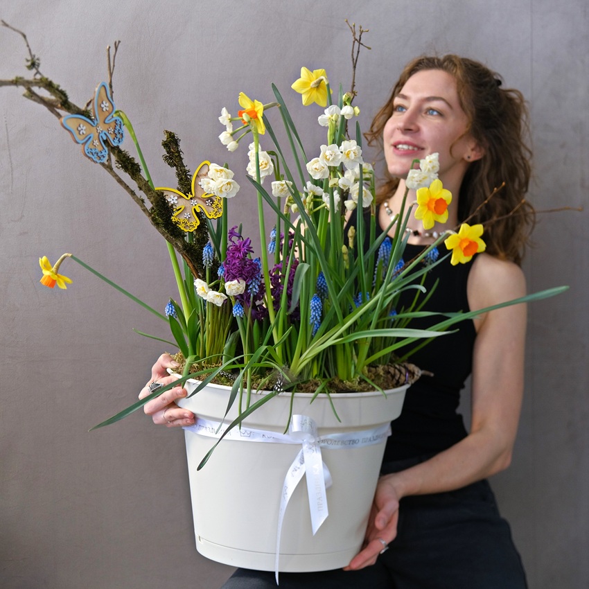 Нарциссы, мускари и гиацинты в большом кашпо «Облачный танцор». Луковичные первоцветы