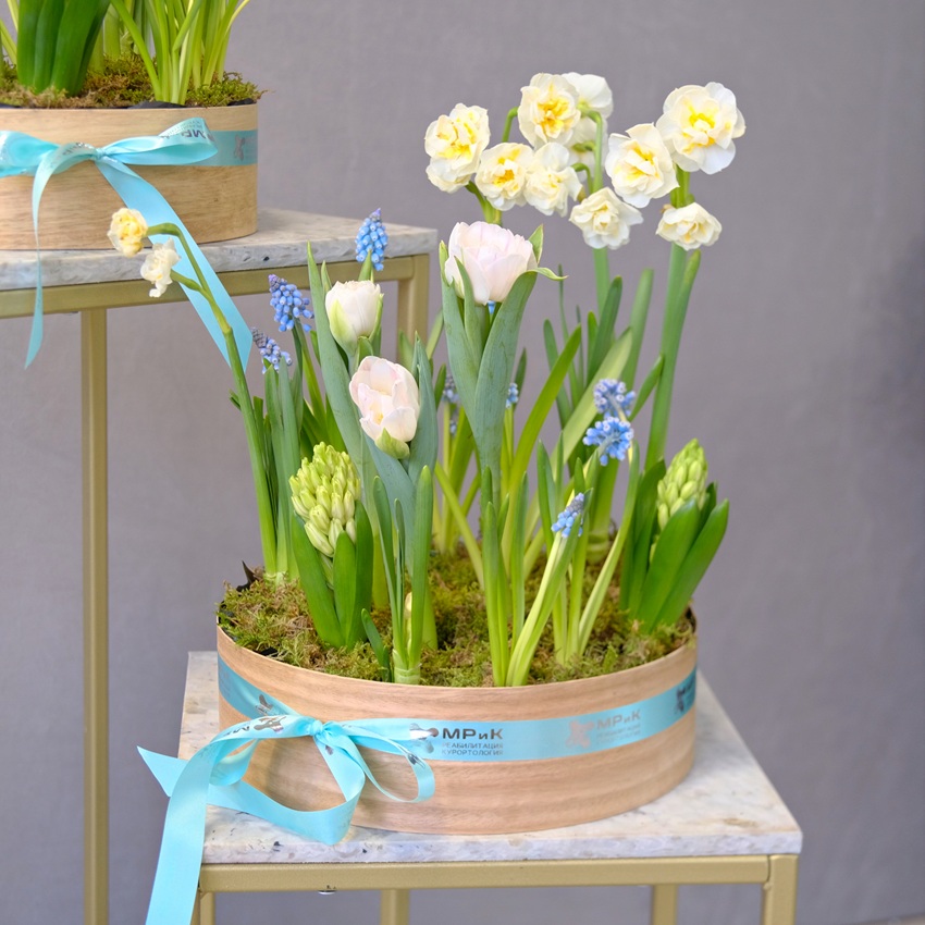 Садики с первоцветами для поздравления коллег. С вашей брендированной лентой!