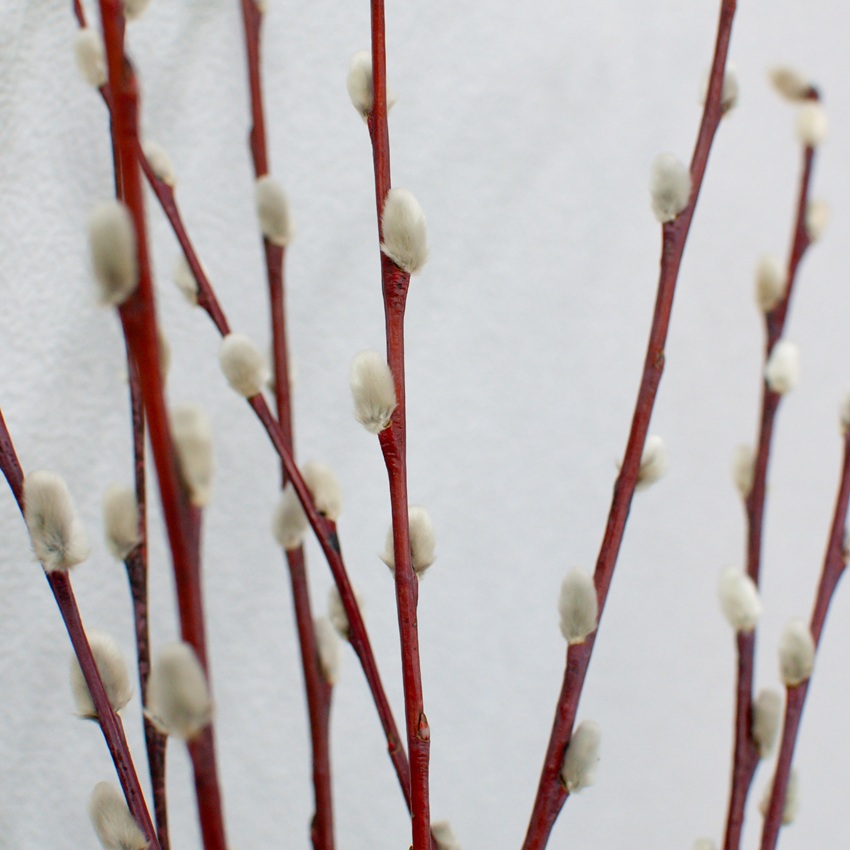 Верба - банч 