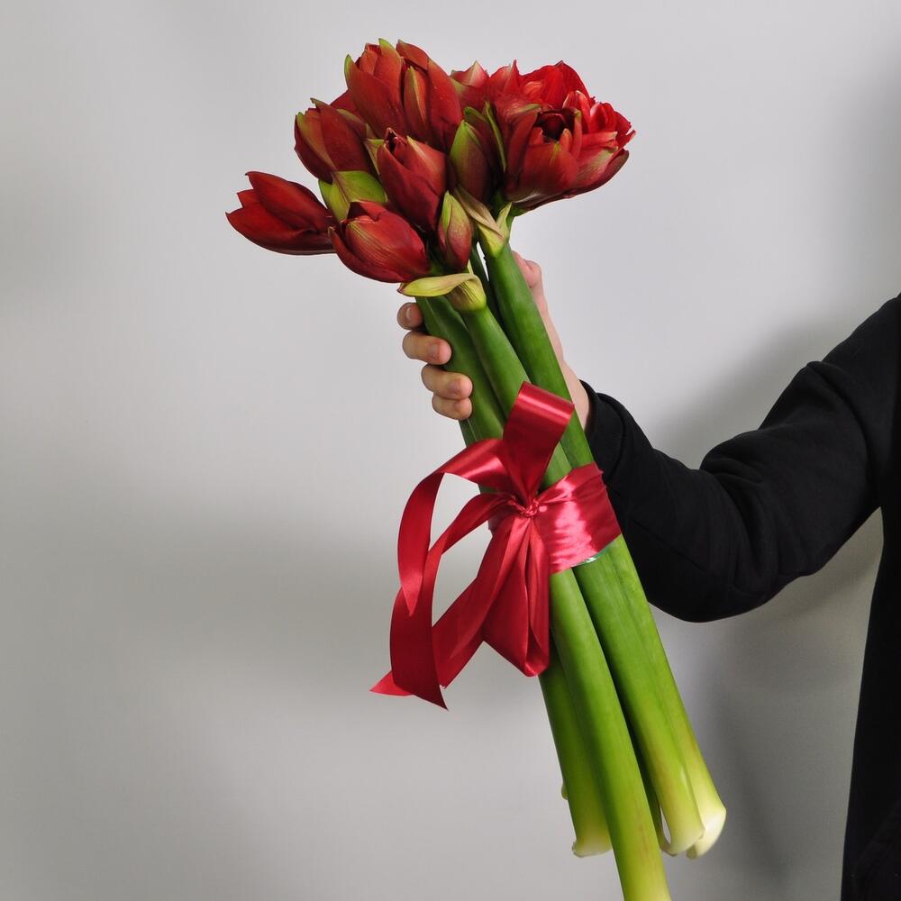 Амариллис, 7 штучек