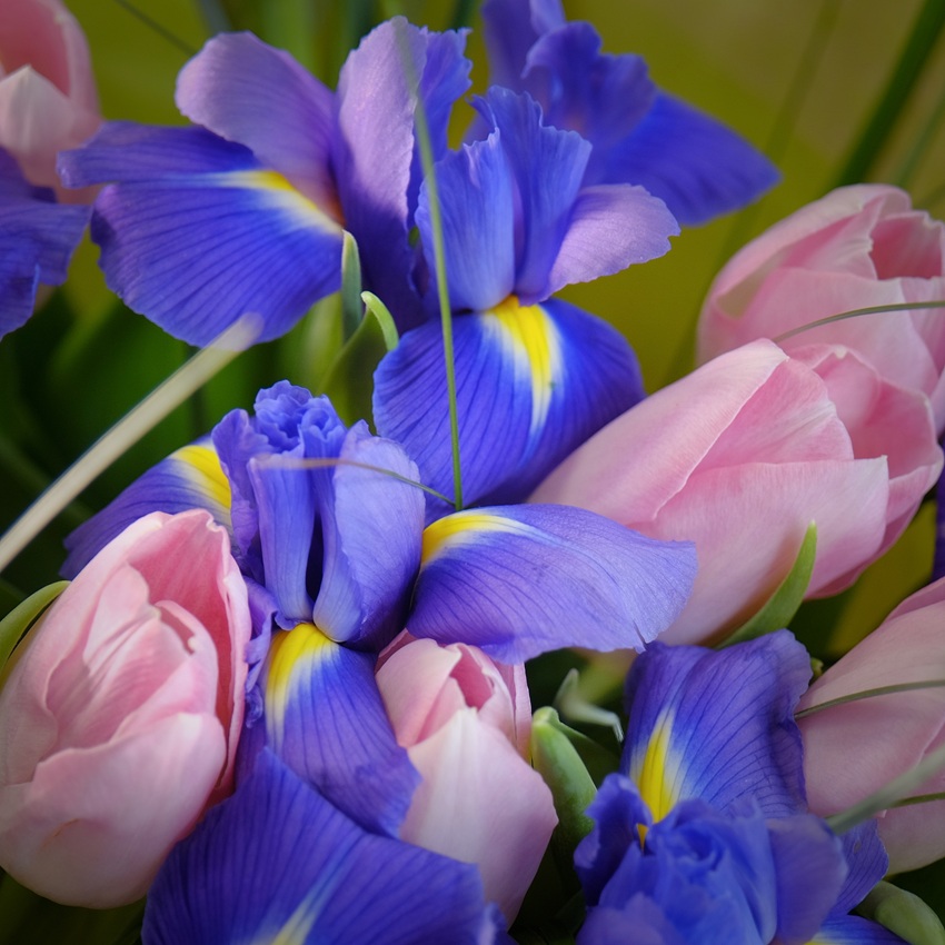 Ирисы и розовые тюльпаны в игривом букете "Шепот весны"