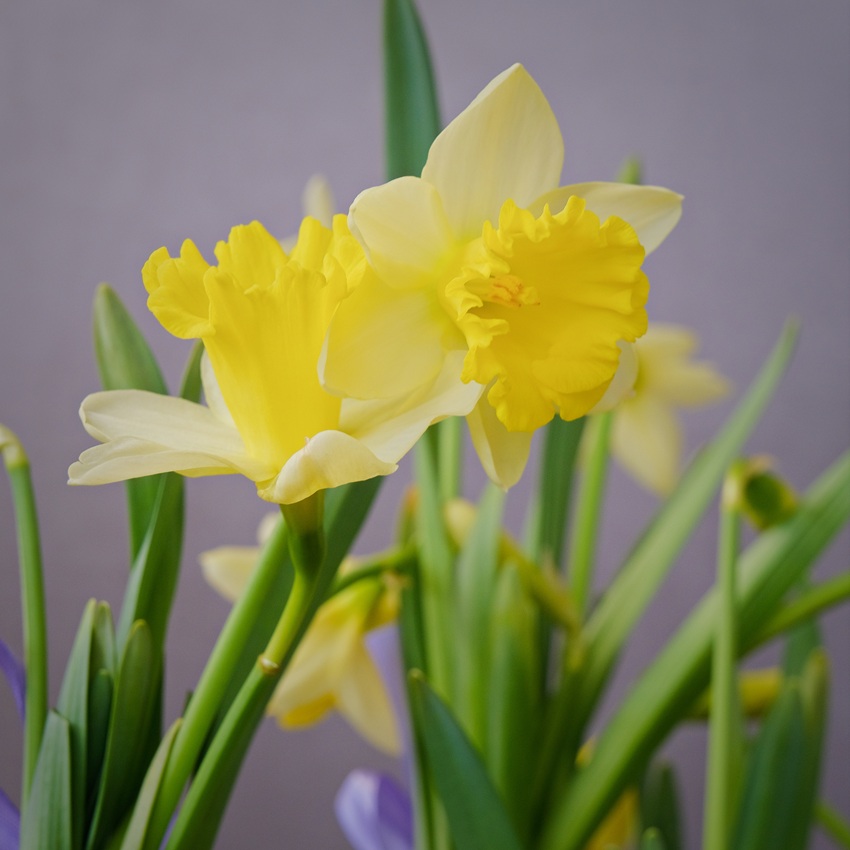 Садик с первоцветами: крокусы, тюльпаны и нарциссы "Весенний переполох"