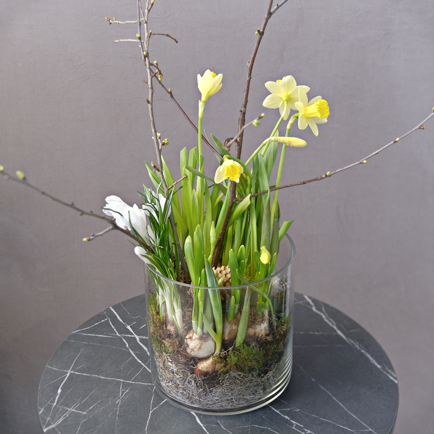 Луковичные крокусы и нарциссы в стеклянной вазе