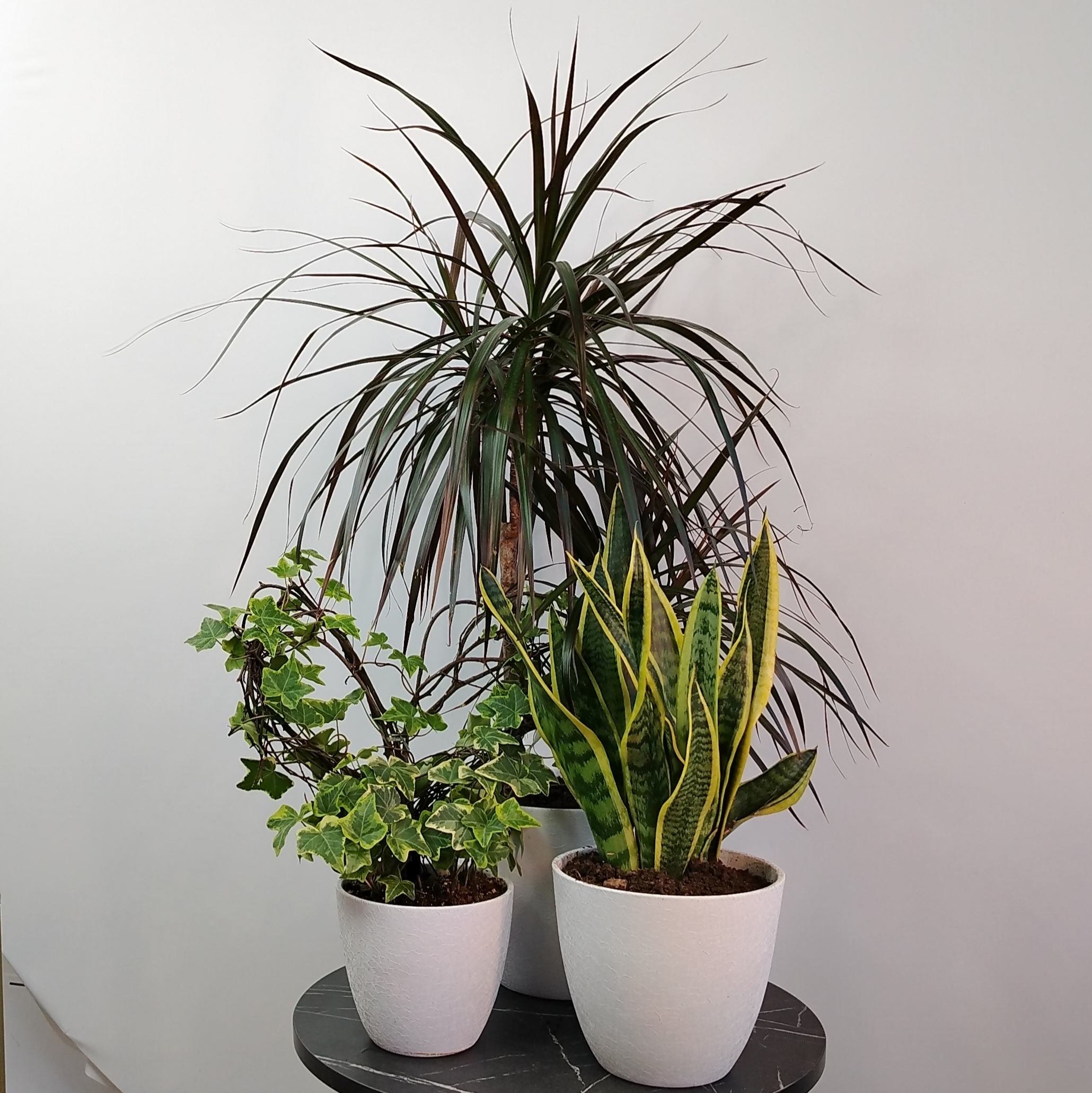 Сет комнатных растений: драцена, хедера и сансиеверия в кашпо