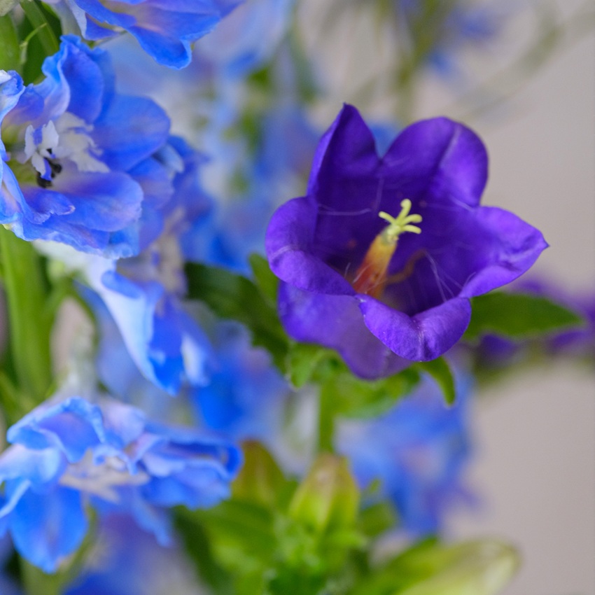 Букет в вазе. Дельфиниум и колокольчики в композиции "Сны Океана"