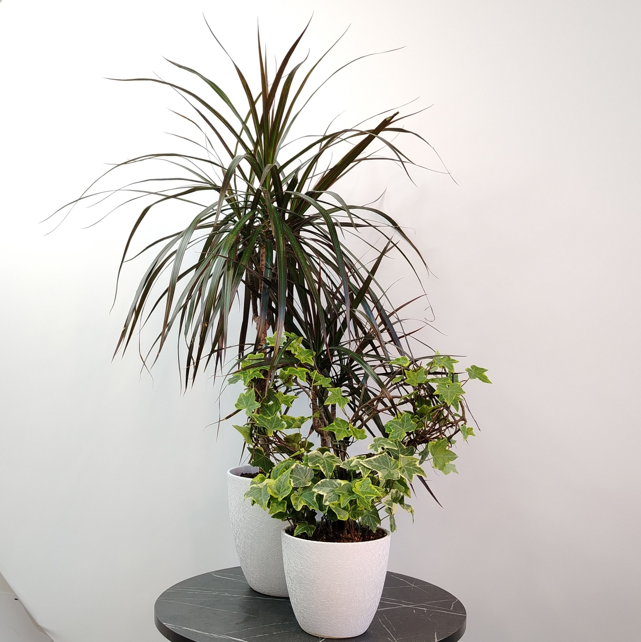 Сет комнатных растений для декора дома: драцена и хедера в кашпо