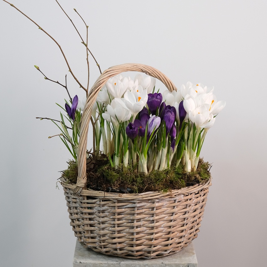 Садик с первоцветами в корзинке: крокусы