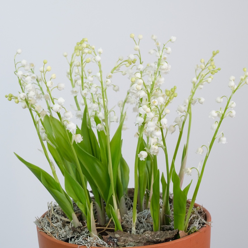 Ландыши в керамическом кашпо