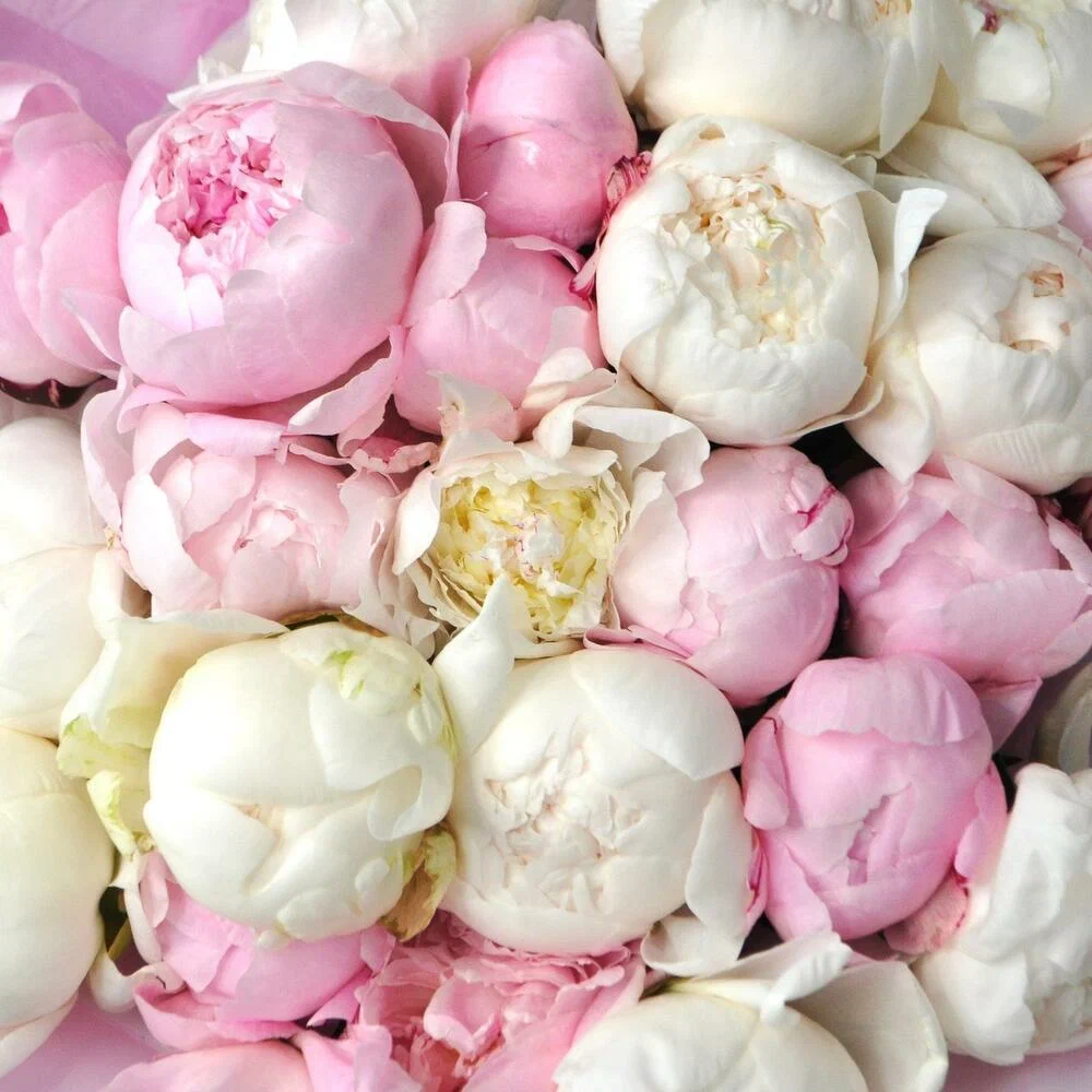 Крупные и ароматные пионы, 25 штучек с вазой