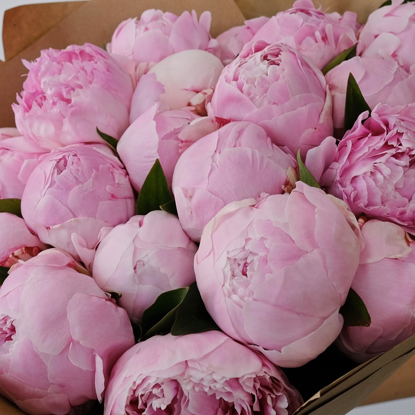 Пионы ароматные Сара Бернар ОТБОРНЫЕ, 25 штучек