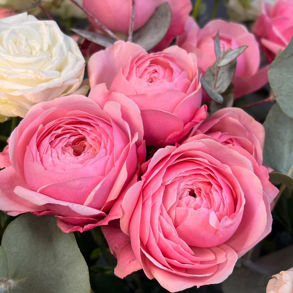 Пионовидные кустовые розы в большой коробке, 25 штучек