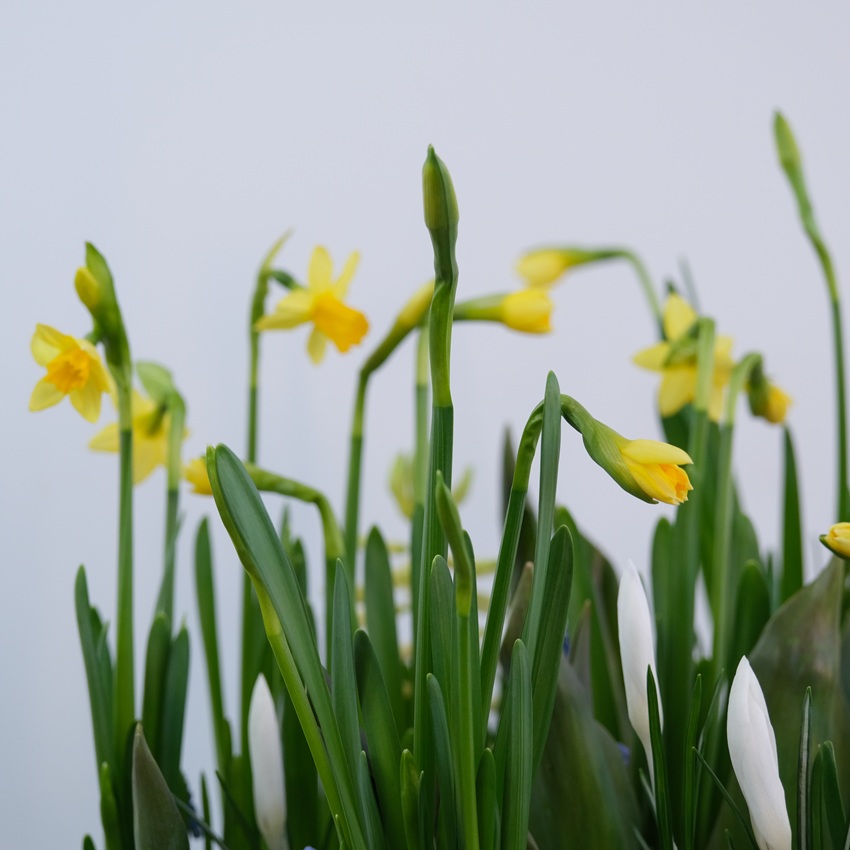 Садик с первоцветами в большом деревянном ящике: нарциссы, крокусы, тюльпаны, мускари и гиацинты