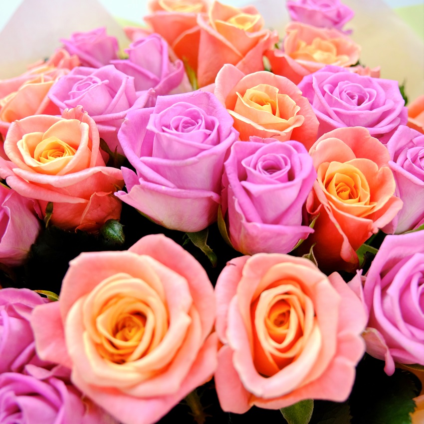 Персиковые и розовые розы 60 см, 25 штучек "Волшебный микс"