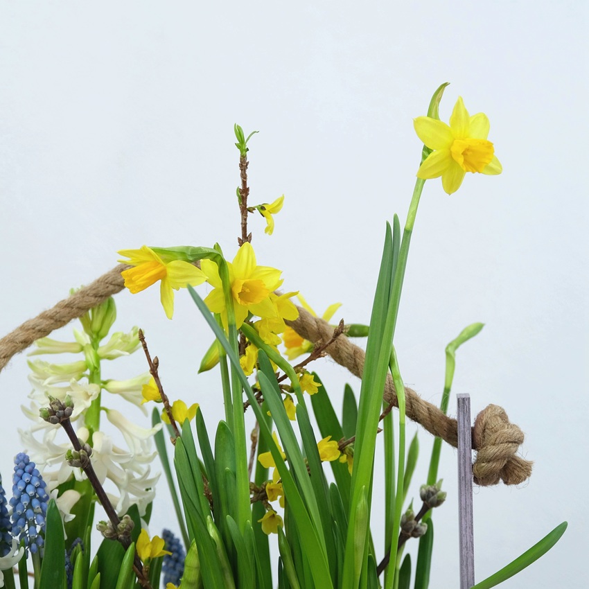 Садик с первоцветами в ящике: нарциссы, мускари, гиацинты