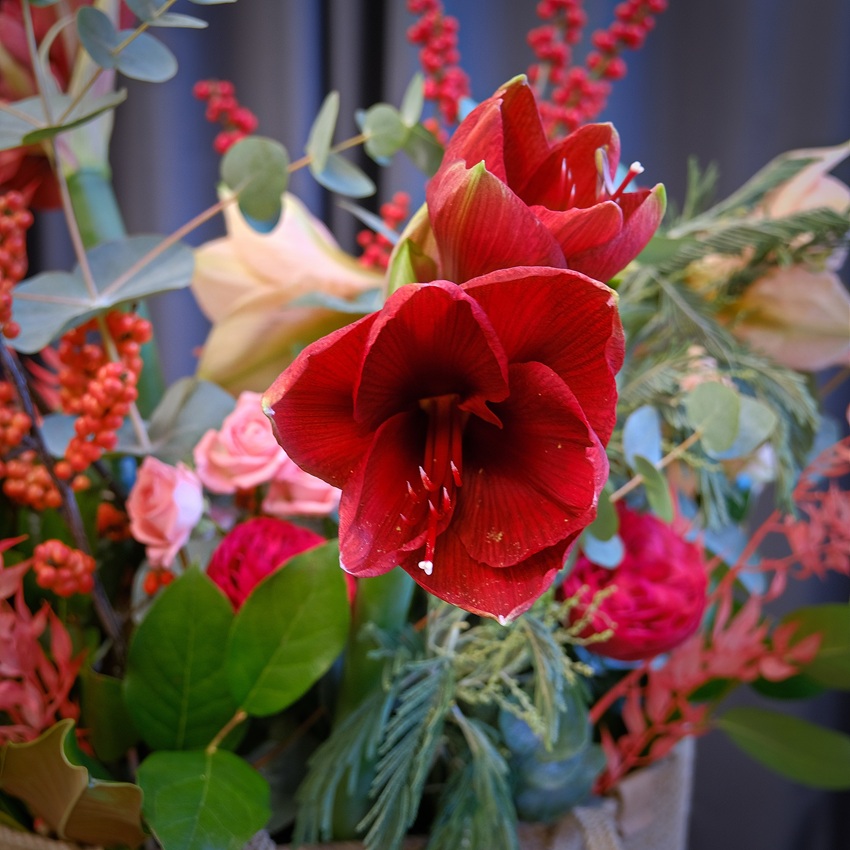 Композиция в сумке: сезонные амариллисы и пионовидные розы