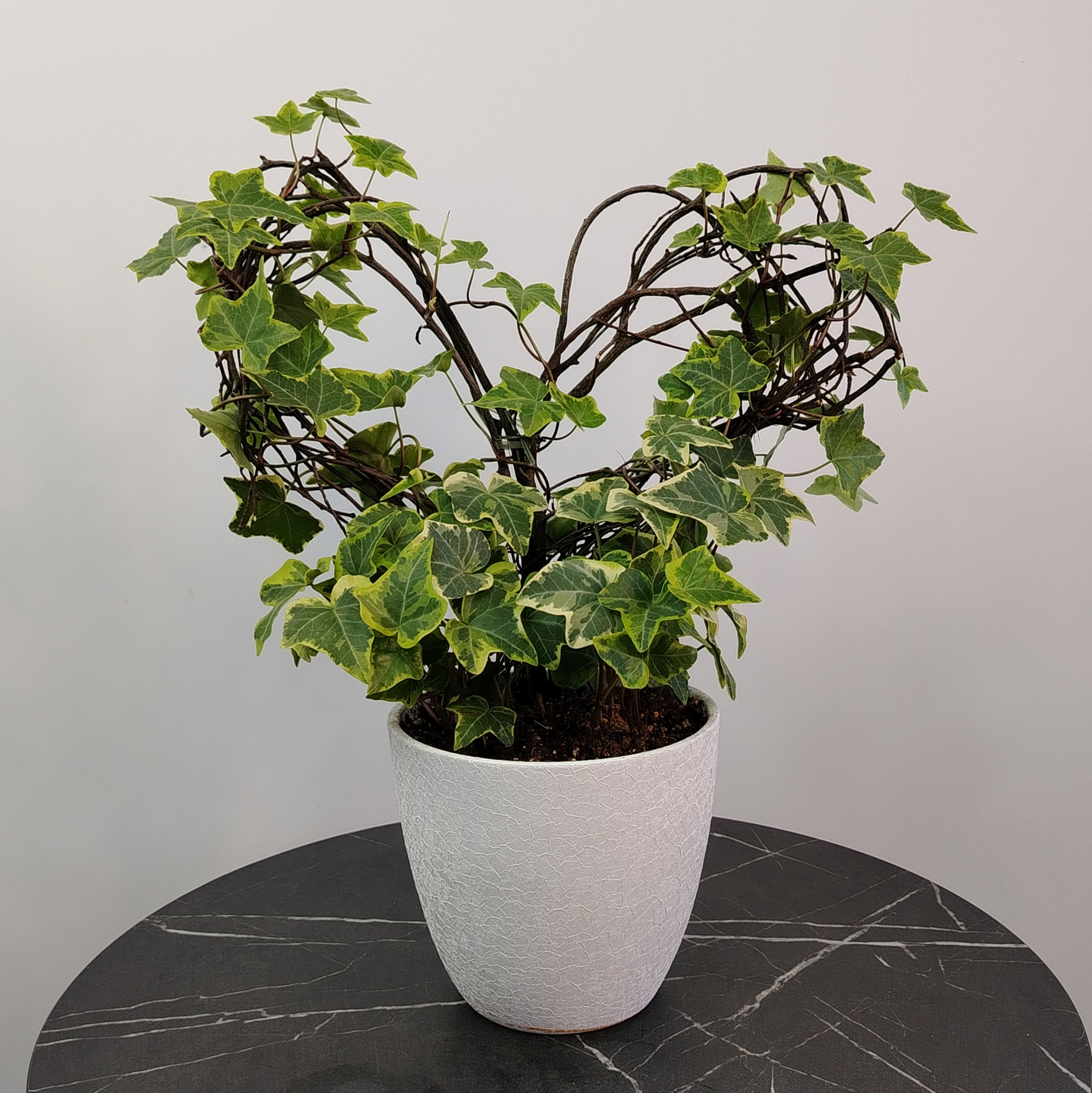 Сет комнатных растений для декора дома: драцена и хедера в кашпо