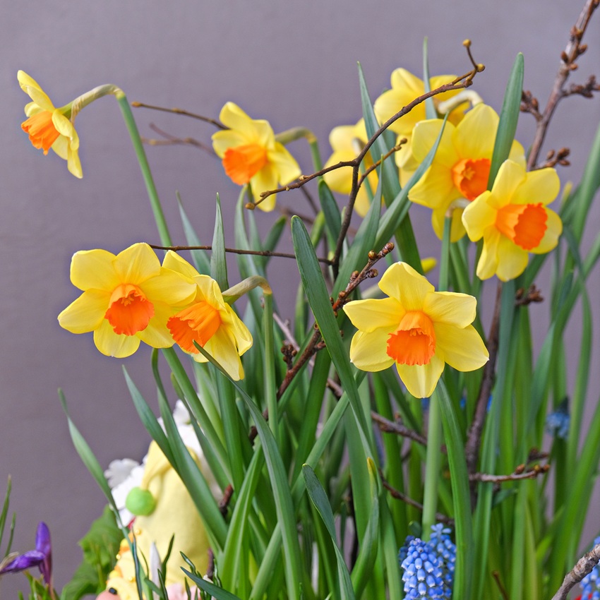 Садик с первоцветами: мускари, крокусы, нарциссы, примула и ветки вишни в композиции "Жёлтый колпак весны"