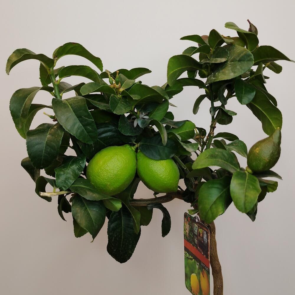 Лимонное дерево