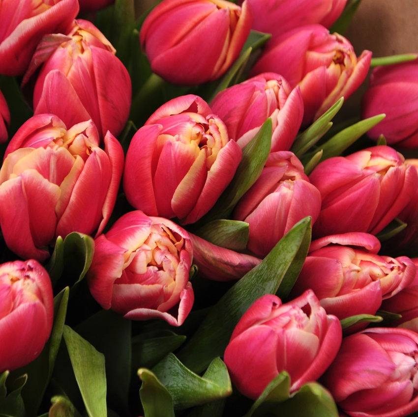 Пионовидные тюльпаны, 49 штук