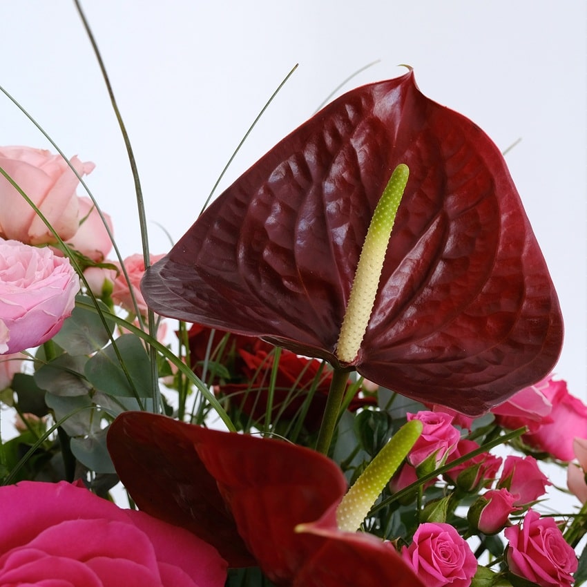 Антуриумы и розы в большом букете в коробке "Amour de Luxe"