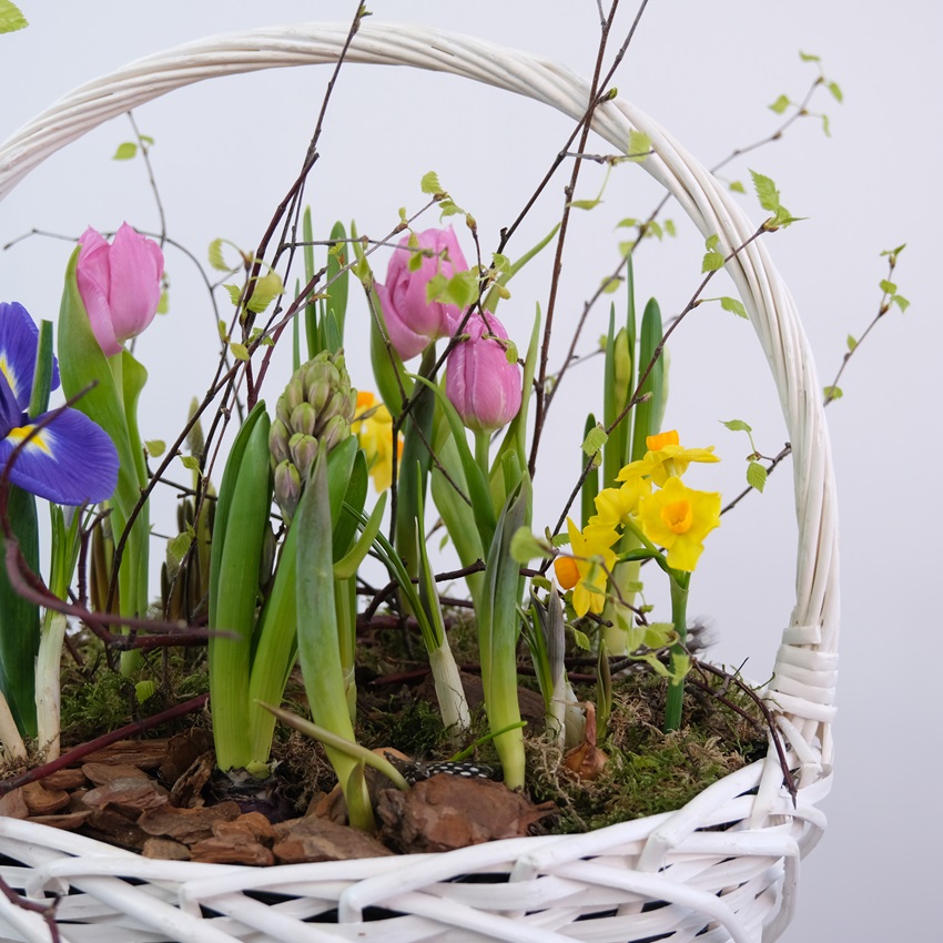 Садик с первоцветами в корзине: гиацинты, нарциссы, крокусы и тюльпаны