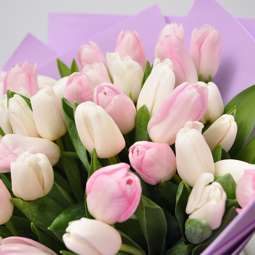 51 тюльпан - Микс Нежности (белые и розовые)
