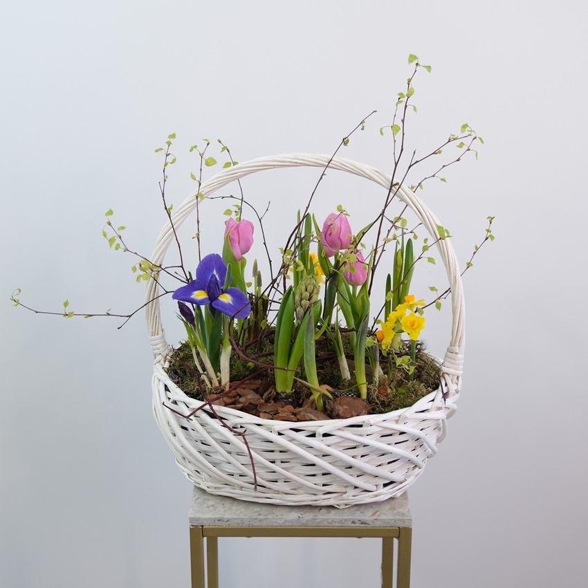 Садик с первоцветами в корзине: гиацинты, нарциссы, крокусы и тюльпаны
