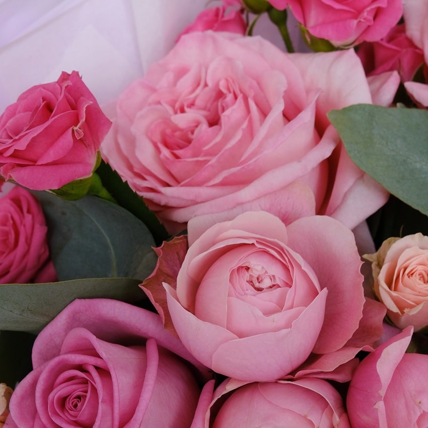 Пионовидные розы в нежном розовом букете "Amore Mio"