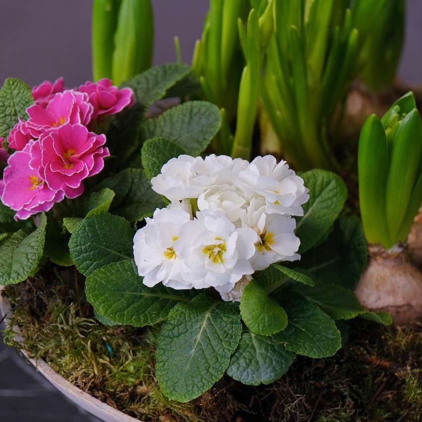 Садик с первоцветами в металлическом кашпо: нарциссы, гиацинты и примула с сувениром "Кто в цветочках живёт?"