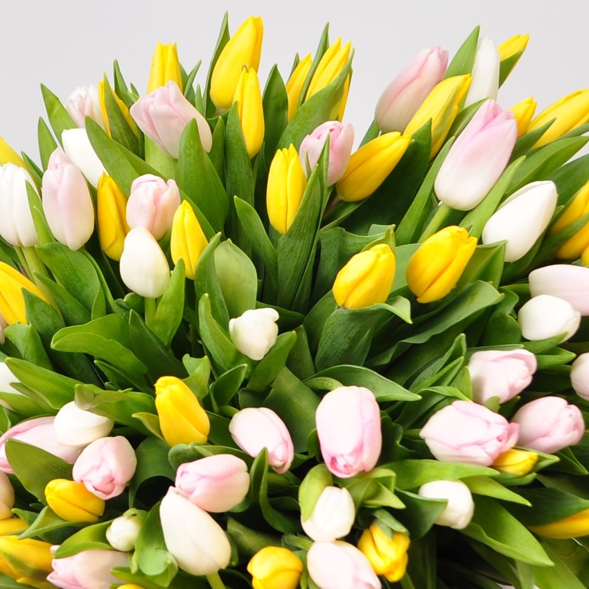 Яркие тюльпаны в коробке (101 тюльпан)
