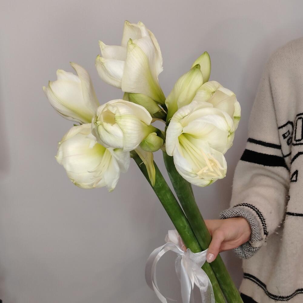 Амариллисы белые, 3 штучки