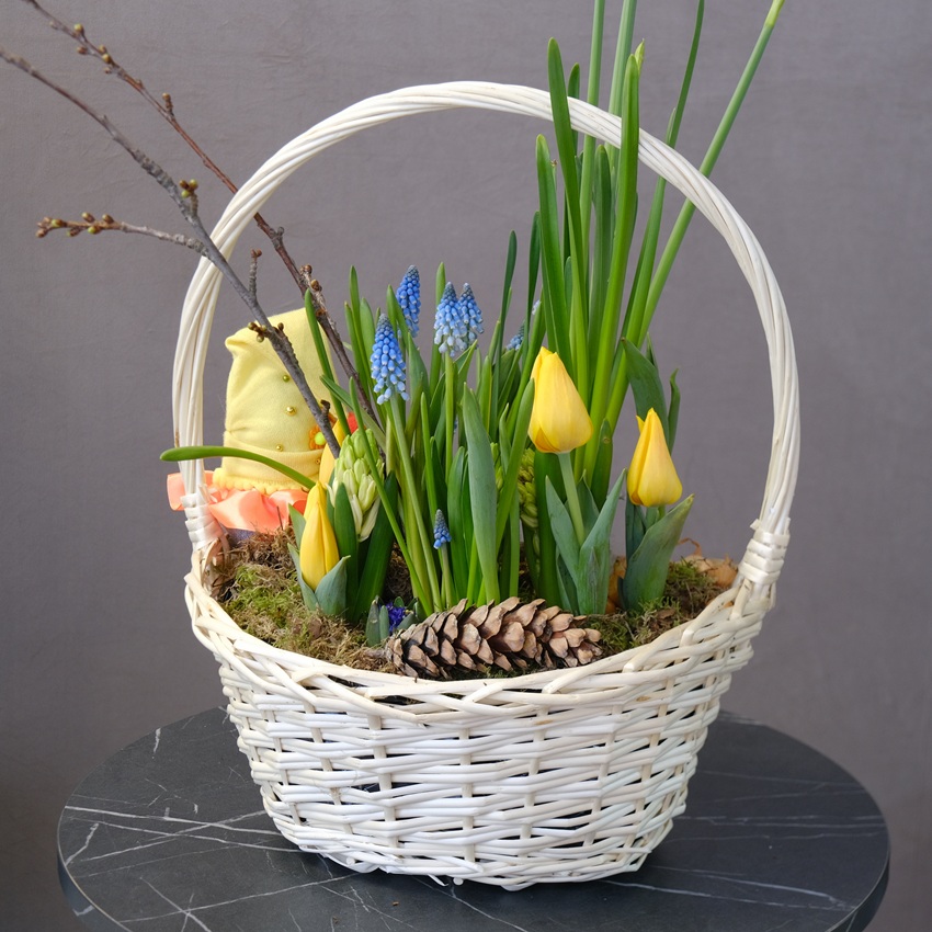 Садик с первоцветами: тюльпаны ,мускари, нарциссы и гиацинты "Солнечный садовник"