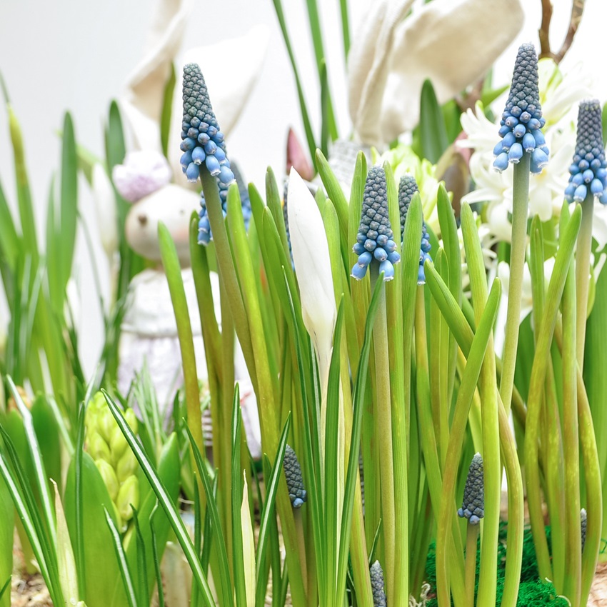 Садик с первоцветами: крокусы, тюльпаны, нарциссы и гиацинты "Зайчата"