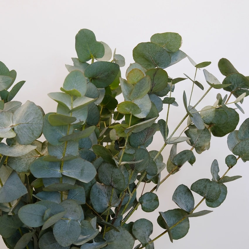 Зелёный букет - эвкалипт, букет для интерьера