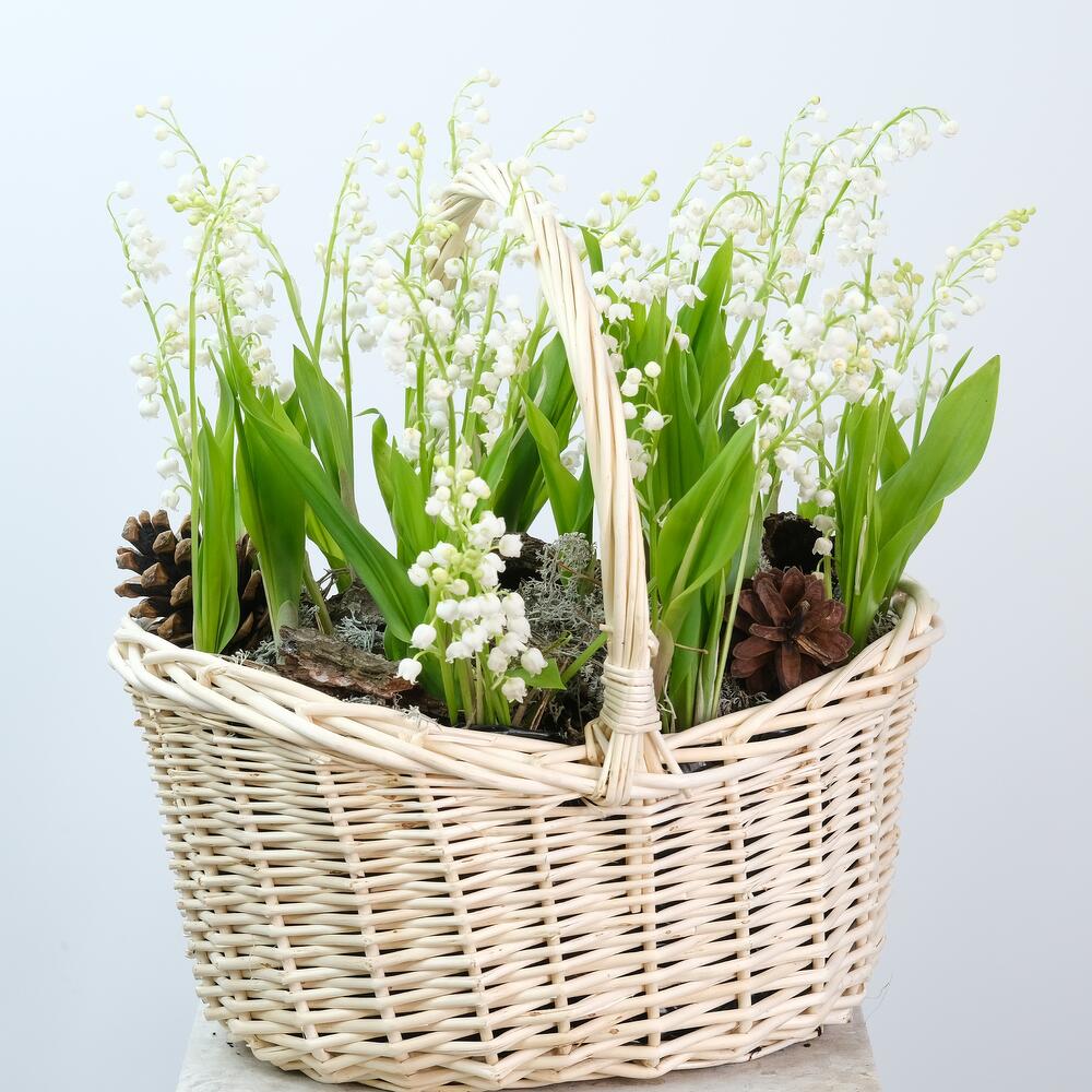 Весенние ЛАНДЫШИ в корзине, 49 шт, (Премиум мини-садик)