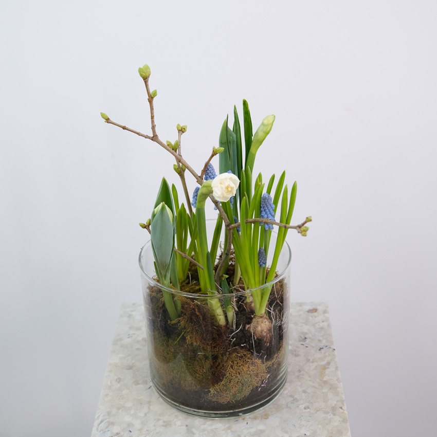 Первоцветы: нарциссы, мускари и тюльпаны в стеклянной вазе